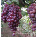 Sweet Natural Healthy Fresh Crimson Seedless Grapes Fruit